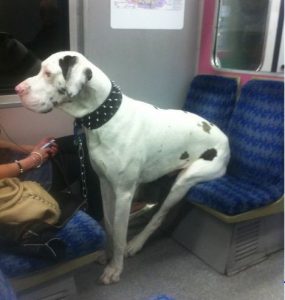 Как перевозить домашних животных на поезде Сапсан